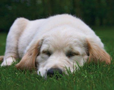Puppy 4