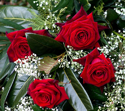rose
