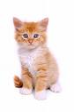 Kitten