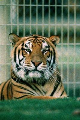 Mike the Tiger