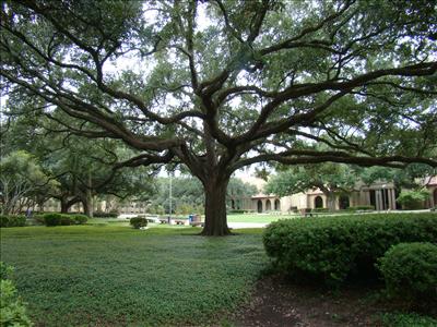 Stately Oaks