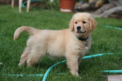 Golden Retriever