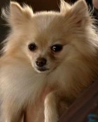 Pomeranian