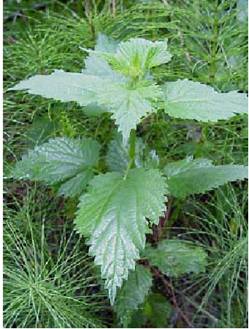 Nettle