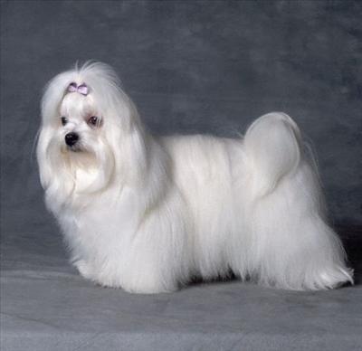 köpek