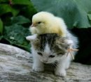 kedi