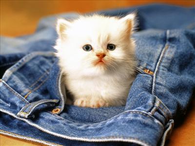 minik kedi
