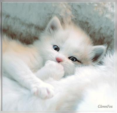 yaldızlı kedi