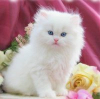 pamuk