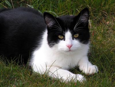 siyah beyaz kedi