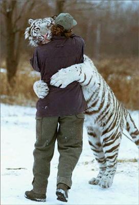 a tiger hug /reunited