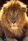 ASLAN !