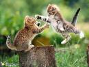 Chat