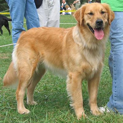 Golden rotveider