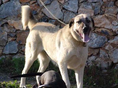 Sivas kangal