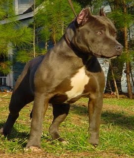 Pitbull