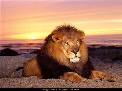 Aslan