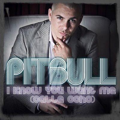 PİTBULL