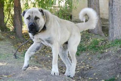 Kangal