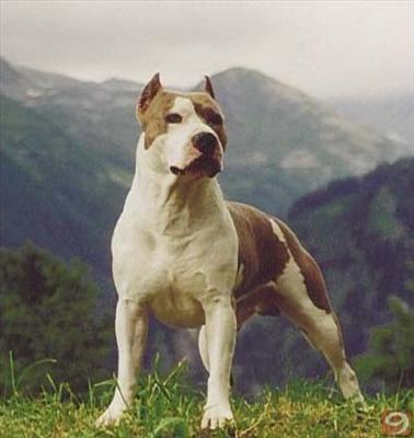 Pitbull