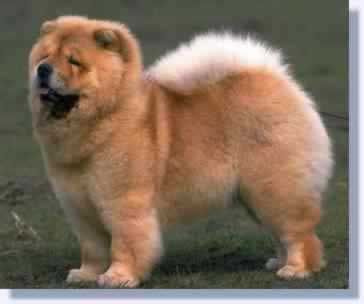 CHOW-CHOW