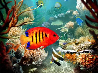 Fish
