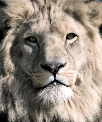 Sher