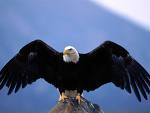 Kartal