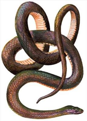 Mamba czarna