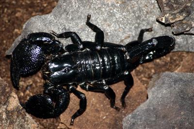 Skorpion cesarski