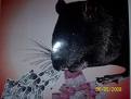 Koruptor / Tikus.