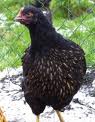 Ayam