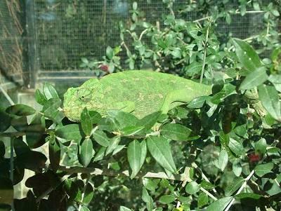 CAMALEON