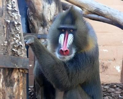 MANDRIL