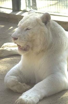 TIGRE