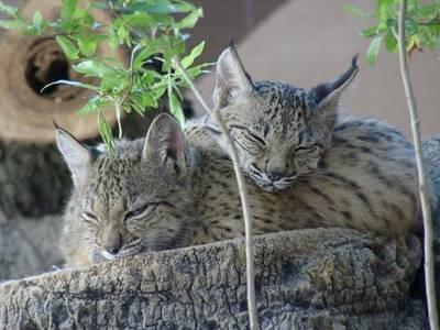 LINCE