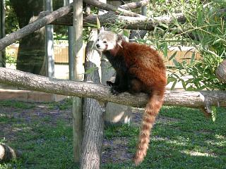 PANDA ROJO