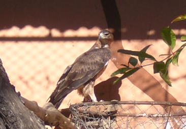 ÁGUILA