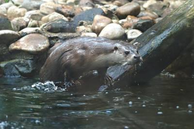 NUTRIA