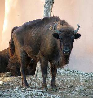 BISONTE EUROPEO
