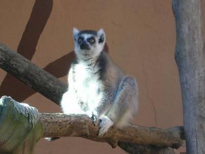 LEMUR
