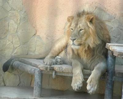 LEON