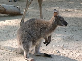 CANGURO