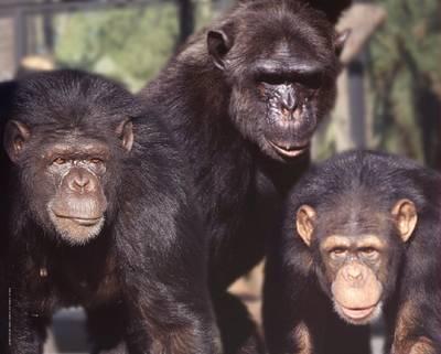 CHIMPANCÉ