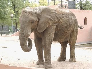 ELEFANTE