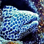 Blogspot