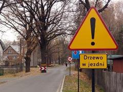 Jedno z najsłynniejszych drzew w Polsce. Cudo to można spotkać w Zwierzyńcu.