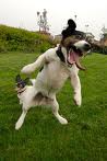 Un chien