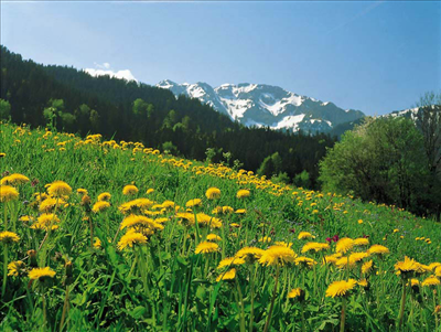 Frühling